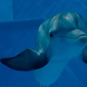 Dolphin Tale 2