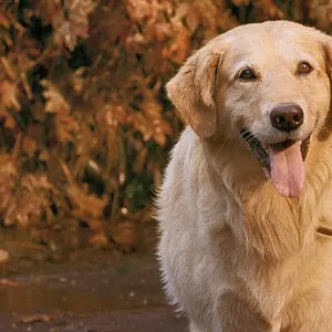 Air Bud