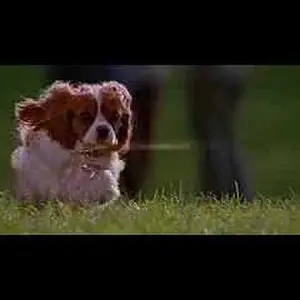 Underdog