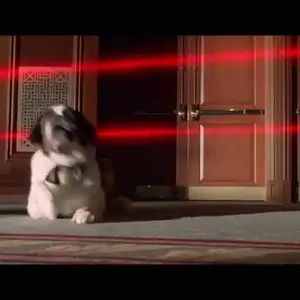 Beethoven's Treasure Tail