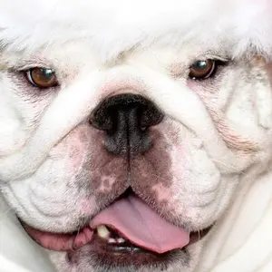 A Bulldog for Christmas